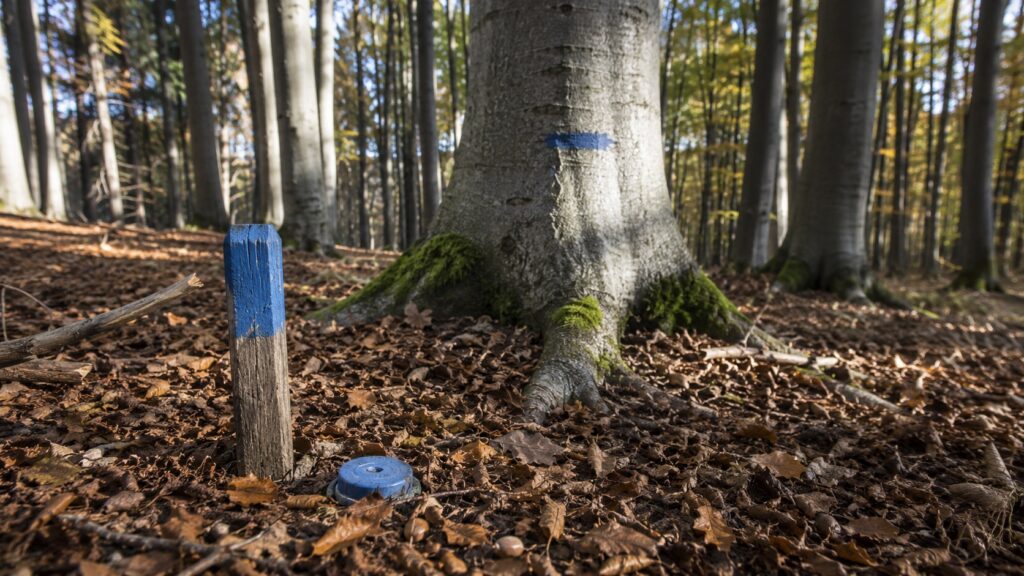 Drevený vytyčovací kolík a plastový medzník v opadanom lístí bukového lesa, na kmeni v pozadí je vyblednutá modrá lesnícka značka. Dopĺňa sekciu o vyňatí lesného pozemku z plnenia funkcií lesov.